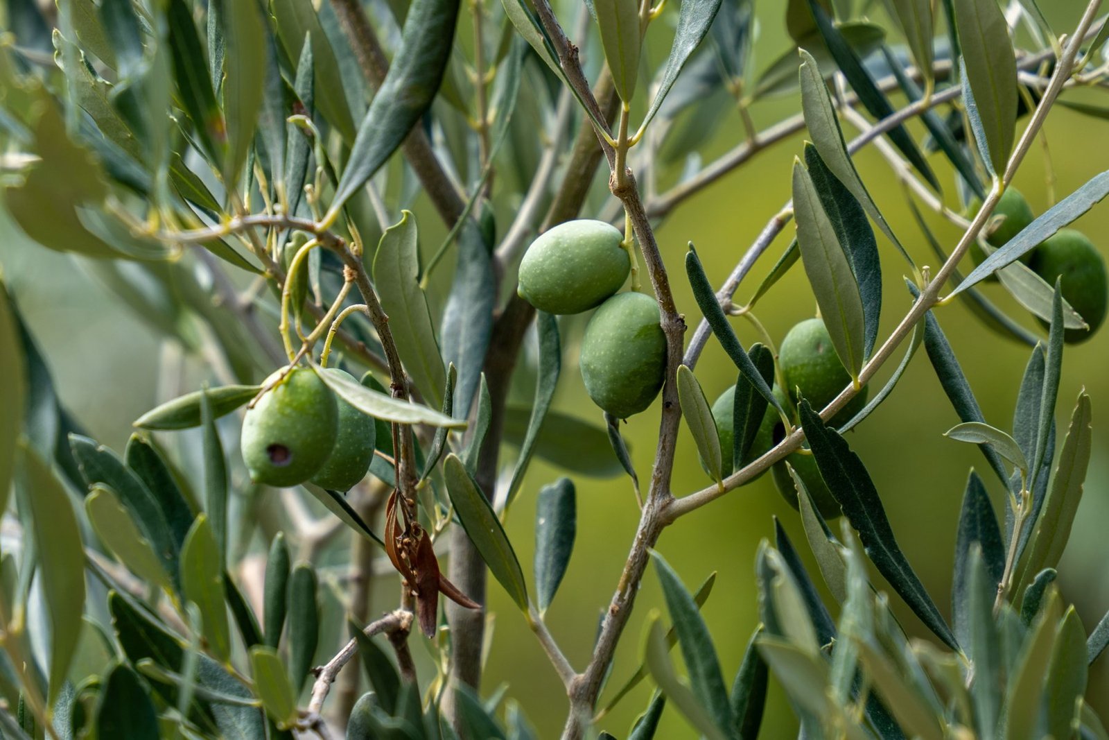 Φρέσκες πράσινες ελιές στο κλαδί